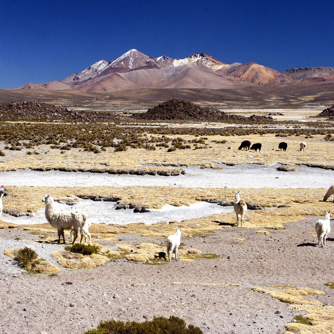 18. Chili Noord - Atacama. Hoogvlakte