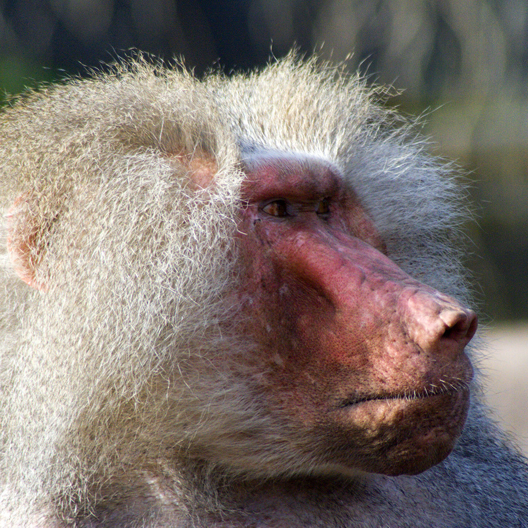 5. Amersfoort - Dierentuin. Baviaan