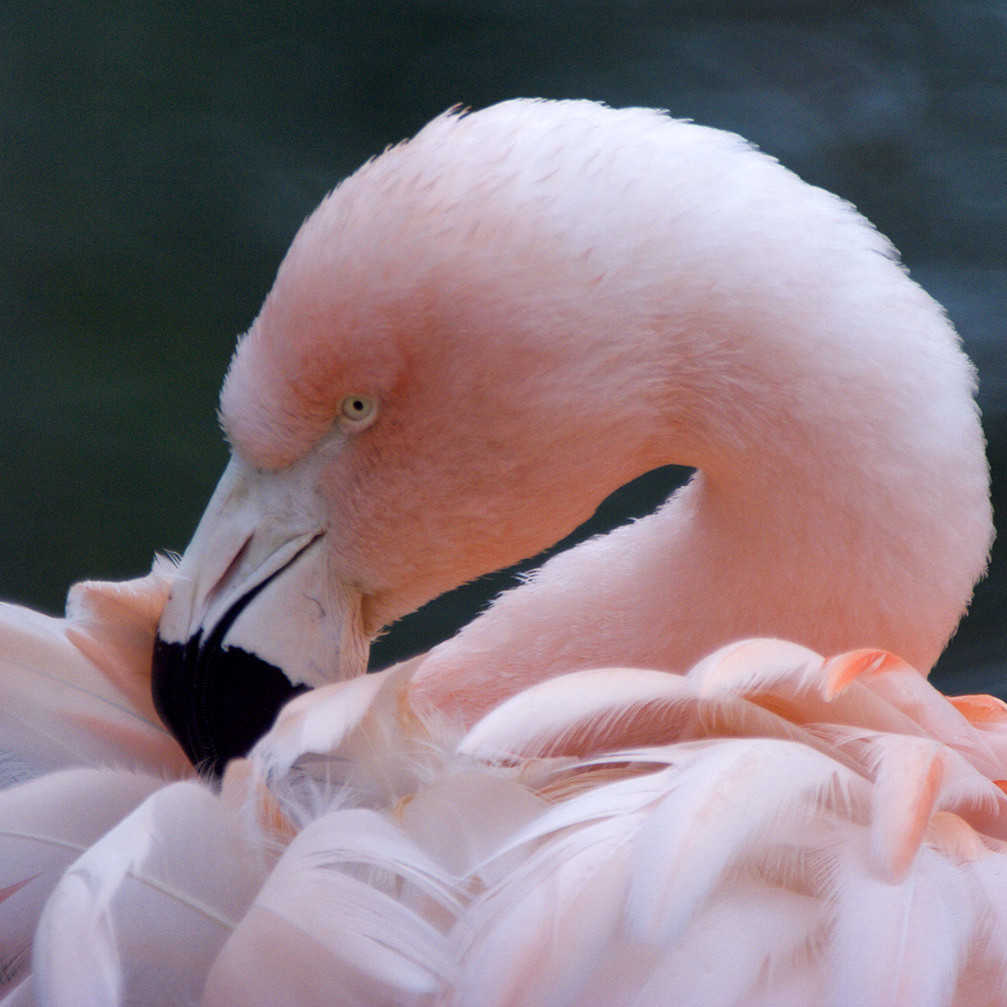 11. Amersfoort - Dierentuin. Flamingo